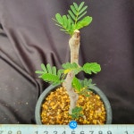 [메카다육] 63-0703 세나 메리디오날리스(희귀아프리카식물) 화분포함 : 메카다육