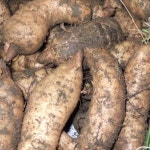 천마추출액 건강즙 진액 부모님선물 엑기스 추출액 : 나들이 마트