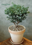 무늬 블루버드, 제주삼나무, (스노우화백) 이태리 토분 세트, Forest Floor : Forest Floor