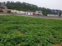 소문으로만 들리던 가성비 굿!! 제주 준서네 미니단호박(보우짱) : 준서네 농장