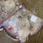 참 흑산도암홍어 6kg한마리+(반건조 생선 or 싱싱한애)) : 흑산도부자홍어