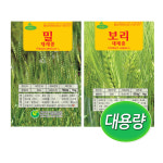 (대용량) 재배용 밀씨앗 보리씨앗 500g/1kg 씨앗 : 주식회사 청농