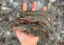 국산 제철 흰다리 새우 1kg 대하 새우철 왕새우 급냉 활새우 생새우 : 지니수산 마켓