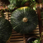 25년 뉴질랜드 청정 햇 단호박 5kg/10kg 밤호박 : 햇살조은