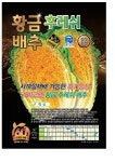 황금골드김장80 배추씨앗 황금배추종자 (500립) : 홍천농자재마트