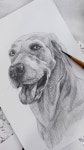 반려동물 연필 드로잉 초상화 강아지 고양이 그림 주문제작 엽서 액자 : humming art