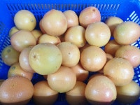 자몽청 100% 수제 과일청 자몽 500g/1000g : 루비망고 수제 과일청