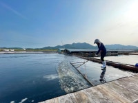 국산 신안 비금도 간수 뺀 미네랄 김장 천일염 굵은 왕 소금 5키로(5kg) : 다색농장