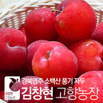 [김창현고향농장]경북 영주 소백산 자두 5kg, 햇자두, 여름자두, 노지자두 5kg : 유니크파머
