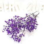 드라이플라워 안개꽃 보라 (프리저브드플라워) : 메리미코