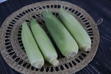 친환경 무농약 첫 수확 초당옥수수 특품 5개 10개 15개 : 북상주곶감