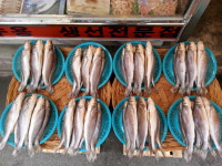 반건조생선 제수용생선 말린조기 손질조기 4마리 31-33cm 싱싱수산 : 제수용 생선 싱싱수산