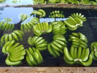 필리핀 직송 직수입 그린 사바바나나 초록바나나 그린사바(Green Saba Banana) : 잇슈농장