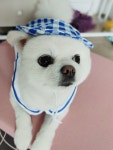 강아지 유치원 체크무늬 카라 외출복 모자 셋트 옐로우 핑크 블루 S에서 2XL까지 : 하비펫하우스