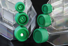SPL Cell Culture Flask 셀컬쳐플라스크 멸균 에스피엘 세포 배양 플라스크 : 바이오브릿지