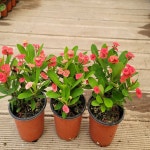 빨간꽃기린(한해에 꽃이 여러번와요) 재입고 : 범수농장