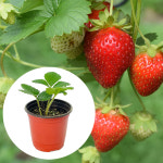 딸기 모종 2개묶음 키우기 체험 어린이집 학교 모종 화분 : 천신화