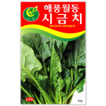 해풍 월동시금치씨앗 20g 시금치종자 동초시금치 : 주식회사 청농
