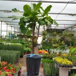 [해피그린 화원] 고급진 잎을 가진 떡갈고무나무 대형 690 : 해피행운 화원