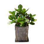 크루시아2 꽃배달싼곳 실내공기정화화분쇼핑몰 인테리어 관엽 개업 집에서키우기쉬운식물 선물 : 친친플라워