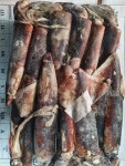 적도오징어  통마리 12.5kg 15~20미 : 부산아재수산
