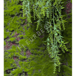 바인 행잉 (80cm) / 조화 실크플라워 인테리어 감성소품 플라워 : 플레르데코