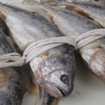 법성포 영광 굴비 진품세트 명품 선물세트 참조기 보리굴비 진공포장 부세 : 팔도푸드마켓