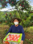 [무료배송]GAP 화순 4kg 고당도 경봉 마도카 천중도 백도 복숭아 : 가가농원