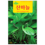 산마늘씨앗 50립 명이나물 채소씨앗 : 주식회사 청농
