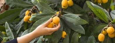 비파잎 (비파생잎) 500g 당뇨 기관지 피부염 개선에 효과 농장직영 : 여수 황금비파랜드