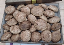표고버섯 건표고벗 1kg 뱡학농장 : 이병학교수의 싹다팔어
