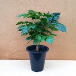 [해피그린 화원] 행운호출!! 녹보수 가지 149 : 해피행운 화원