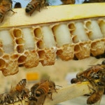 국산 천연 생 로얄제리 로얄젤리 로열젤리 먹는법 효능 : 이레농장 꿀단지