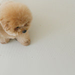 우다다 강아지매트 [오트밀강낭콩] 애견 미끄럼방지 PVC 아기 놀이방 거실 고양이 반려견 : 티지오매트