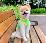 샵미니스 강아지옷 땡땡이 쿨티 : 샵미니스