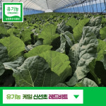 유기농 케일 신선초나물 녹즙효능 쥬스용 다이어트 주스용 케일 녹즙용야채 재료 신선초 : FORCUS 포커스
