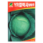 갤럭시양배추씨앗 100립 양배추종자 채소씨앗 샐러드채소 : 주식회사 청농