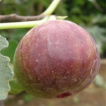 무화과/승정도후인/(결실주분)/묘목/d0077 : 카카호호1