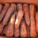 당근 못난이 국내산 경남 햇 흙 3kg 5kg 10kg 미니 주스용 쥬스용 제주 구좌 : 농장에서 바로