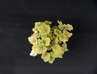 휴케라 일렉트라 (15cm) [노지월동/ 다년생/ 야생화/ 예쁜식물/ 반려식물/ 테라스정원/ 지피식물] : 두리조경식물원