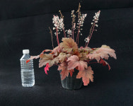 휴케라 스윗티 (15cm) [노지월동/ 다년생/ 야생화/ 예쁜식물/ 반려식물/ 테라스정원/ 지피식물] : 두리조경식물원