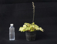 휴케라 골드제브라 (15cm) [노지월동/ 다년생/ 야생화/ 예쁜식물/ 반려식물/ 테라스정원/ 지피식물] : 두리조경식물원
