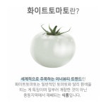 화이트토마토 분말 콜라겐 멜라닌 색소 카로티노이드 억제 : 구해줘건강