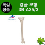 3B 경골 정강뼈 모형 A35/3 Tibia 인체모형 해부 교육 실습 기자재 : 굿닥터몰