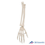 3B 요골 척골 포함 손골격모형 A41 Hand Skeleton ulna and radius 인체모형 해부 교육 실습 기자재 : 굿닥터몰