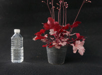 휴케라 캔디애플 (15cm) [노지월동/ 다년생/ 야생화/ 예쁜식물/ 반려식물/ 테라스정원/ 지피식물] : 두리조경식물원