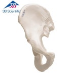 3B 관골 볼기뼈 모형 A35/5 Hip Bone 인체모형 해부 교육 실습 기자재 : 굿닥터몰