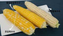 친환경 무농약 첫 수확 초당옥수수 특품 5개 10개 15개 : 북상주곶감