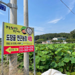 생연잎 햇 연잎 냉동연잎 2kg 30장 내외 : 씽씽농수산