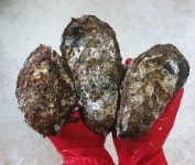 맛좋은 통영 삼배체 개체굴 바위굴 벚굴1kg (굴수협 중매인50번) : 훈이수산